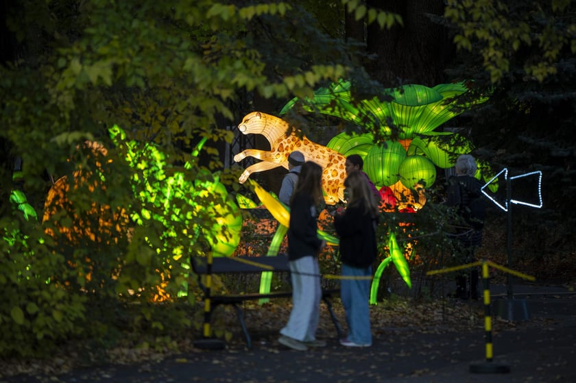 Wystawa Garden of Lights: Dzika Azja we wrocławskim zoo, październik 2024